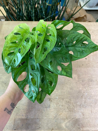 Monstera-Adansonii 6 inch