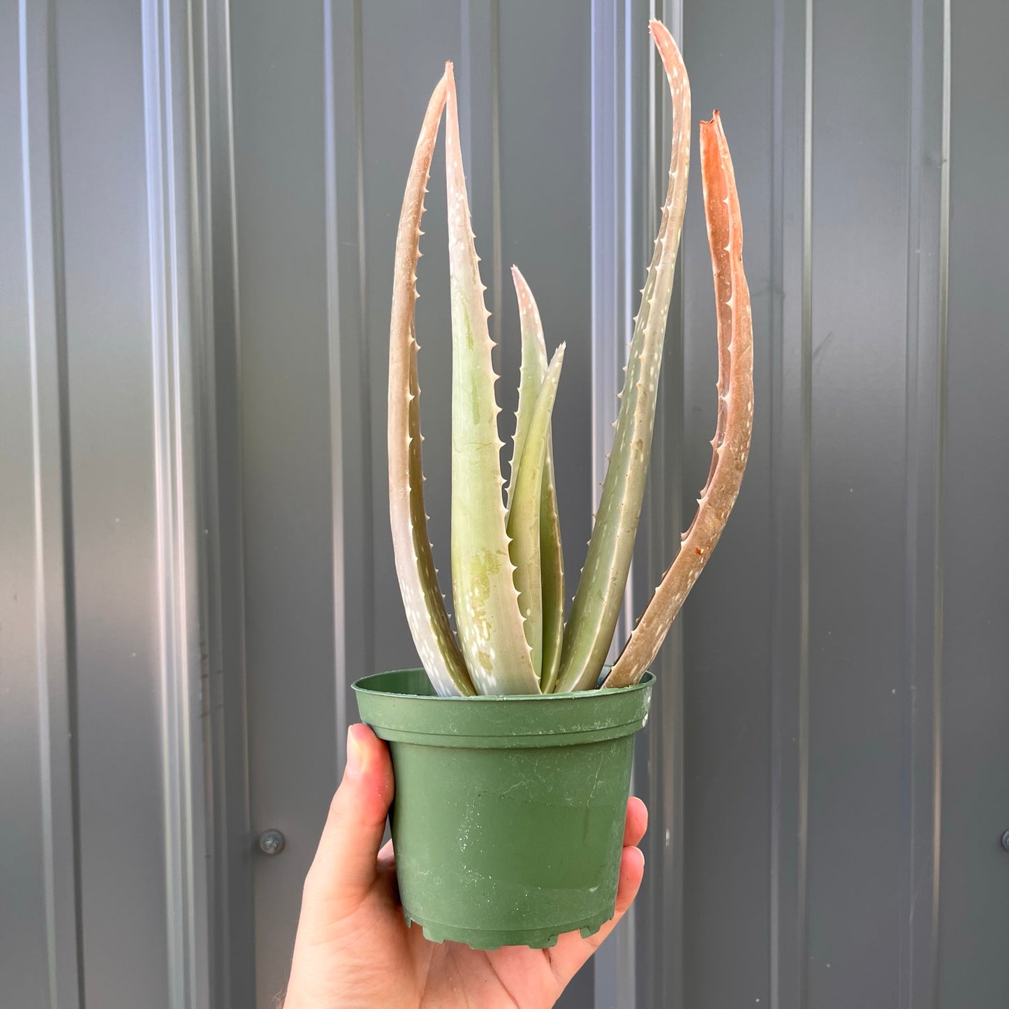 Aloe-Vera 4 inch