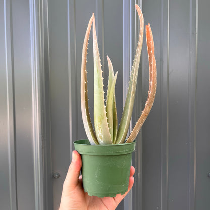 Aloe-Vera 4 inch