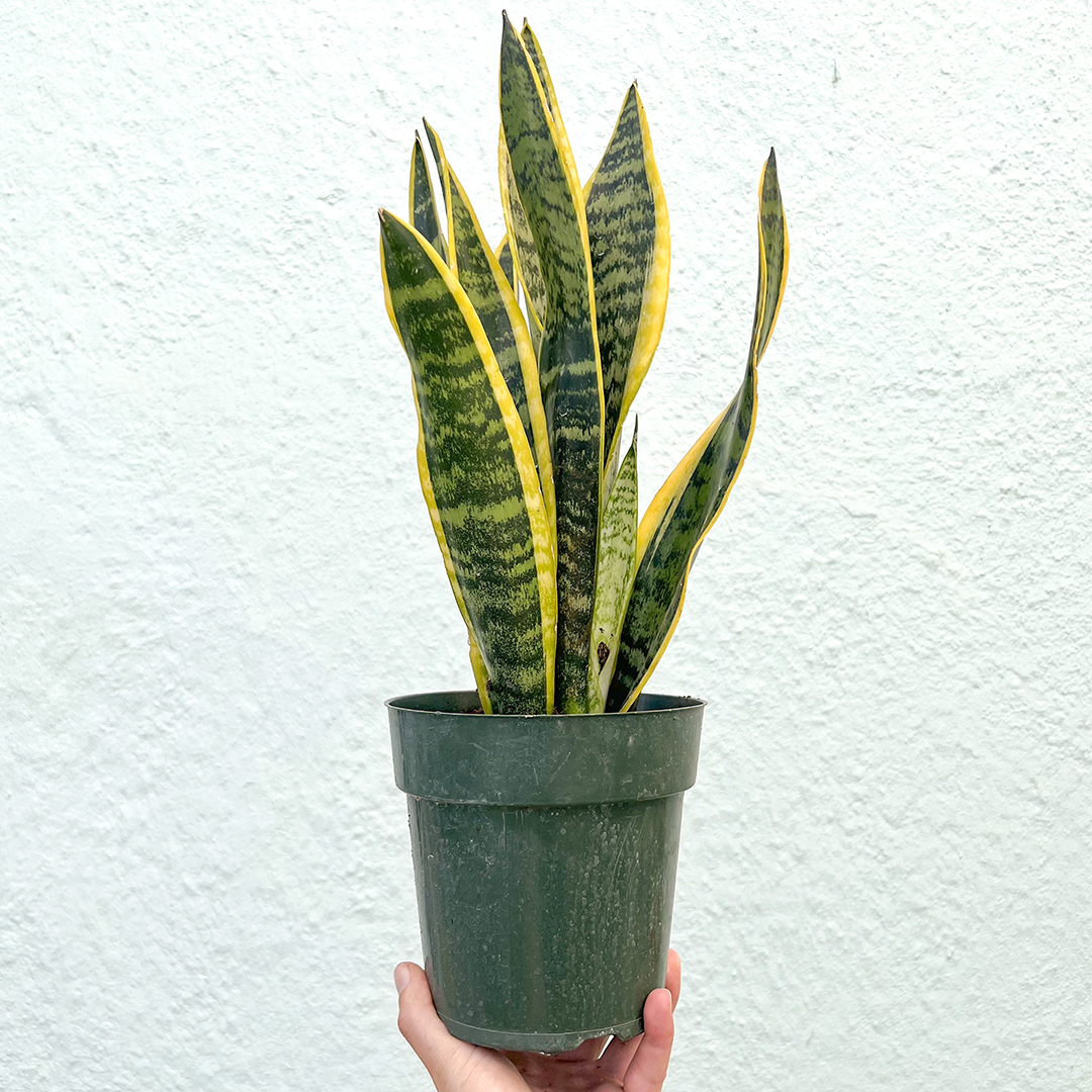 Sansevieria-Laurentii 6"