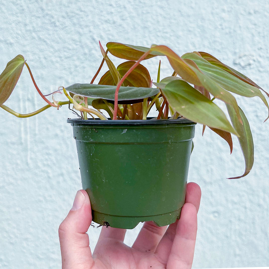 Philodendron-Micans 4 inch