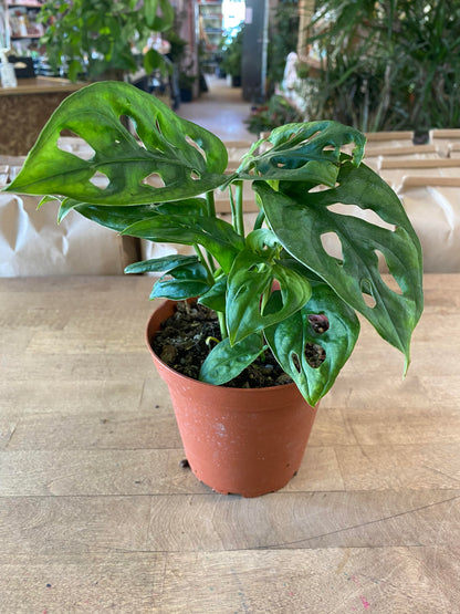 Monstera-Adansonii-4 inch