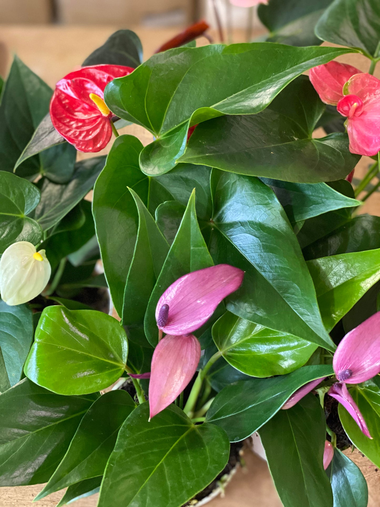 Anthurium-Dutch Assorted-4 inch