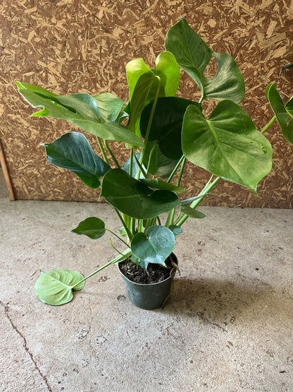 Monstera-Deliciosa -6 inch