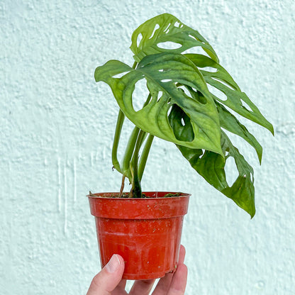 Monstera-Adansonii-4 inch