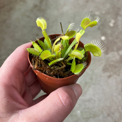 Carnivorous Venus Fly Trap 2 inch