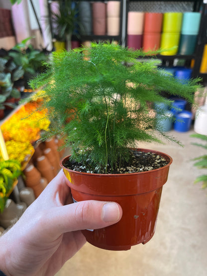 Fern-plumosa (Asparagus Fern)- 4 inch