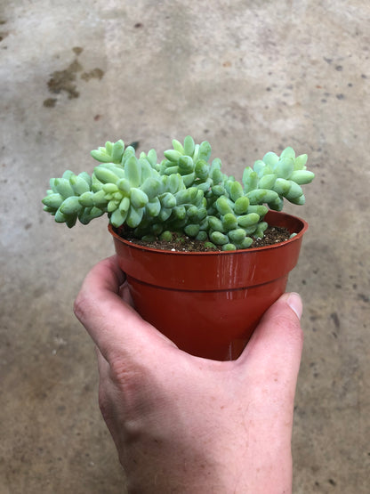 Burros Tail (Sedum Morganianum) 4"