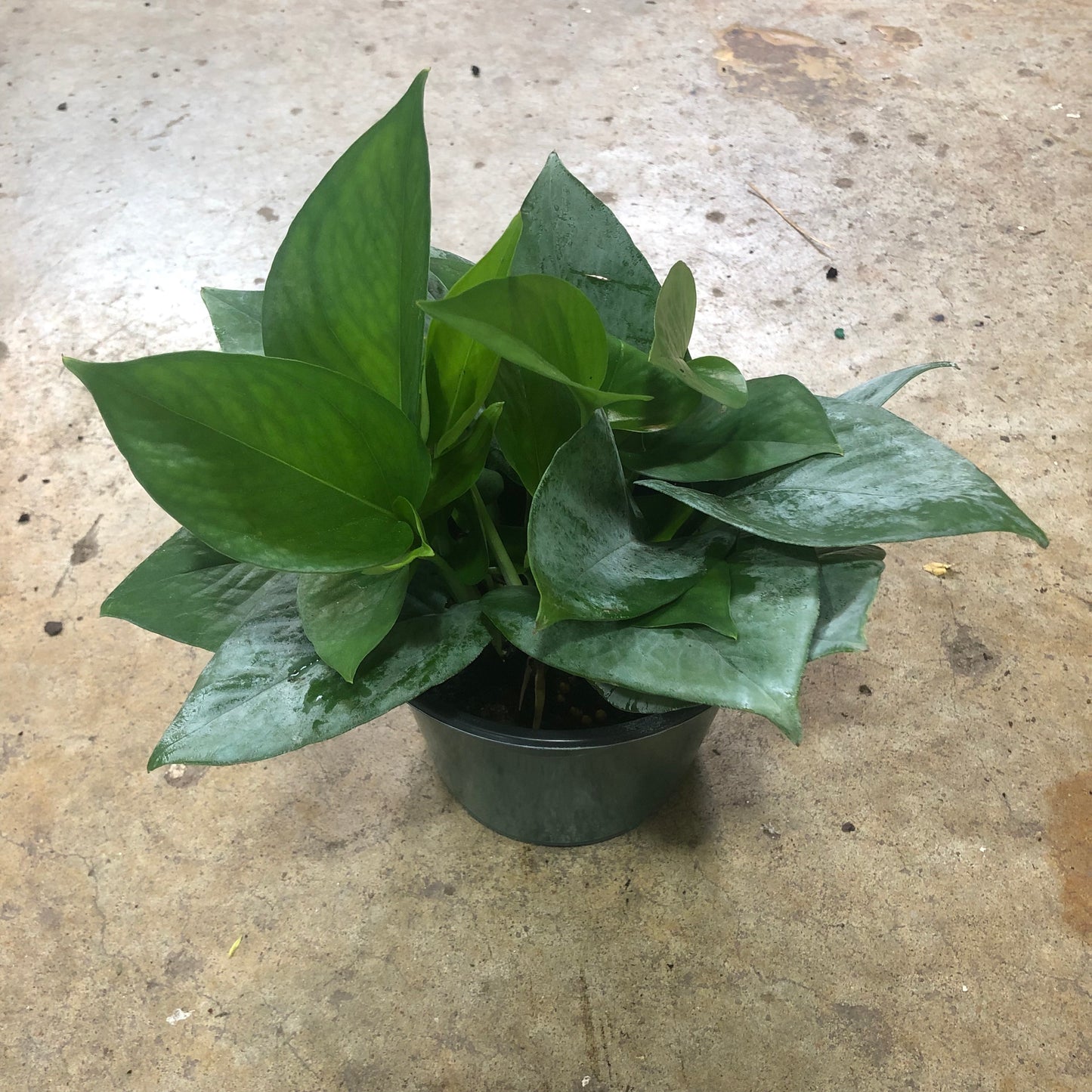 Pothos-Jade 6" pot