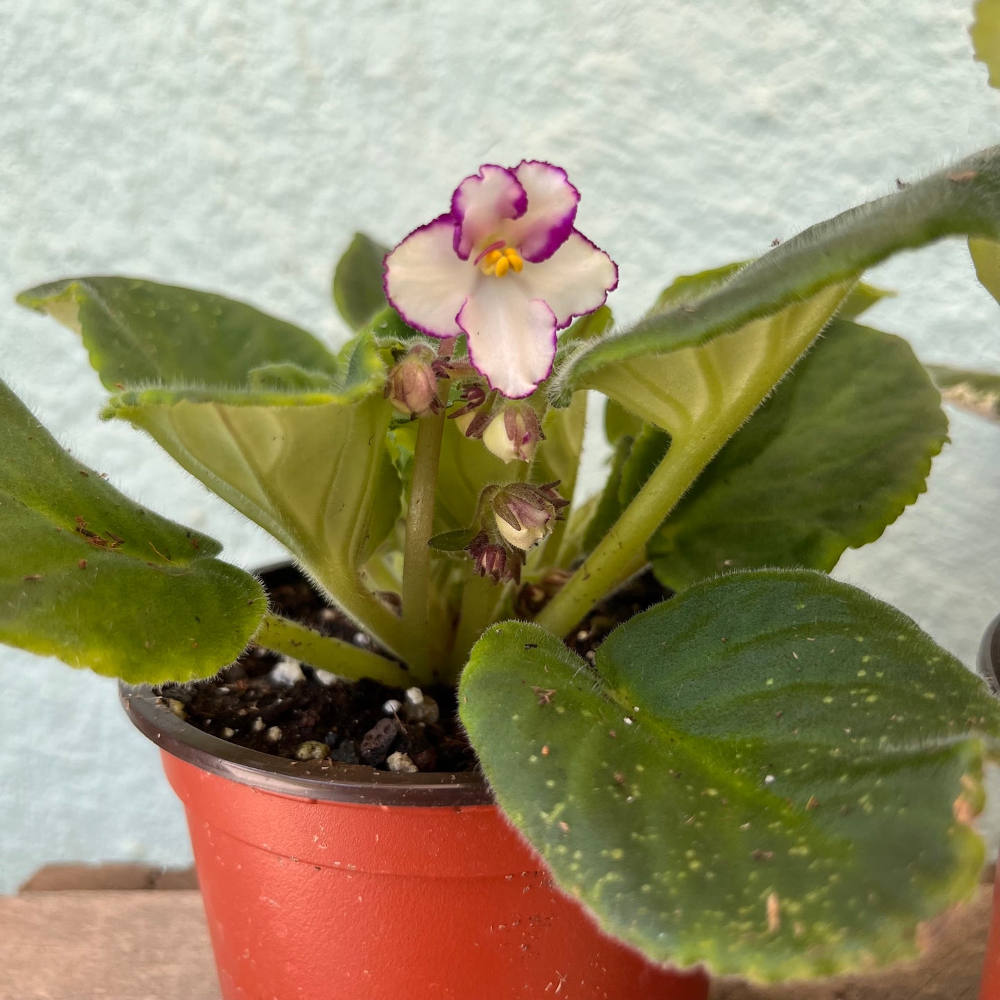 African Violet-Assorted- 4 inch