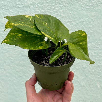 Pothos - Golden 4 inch