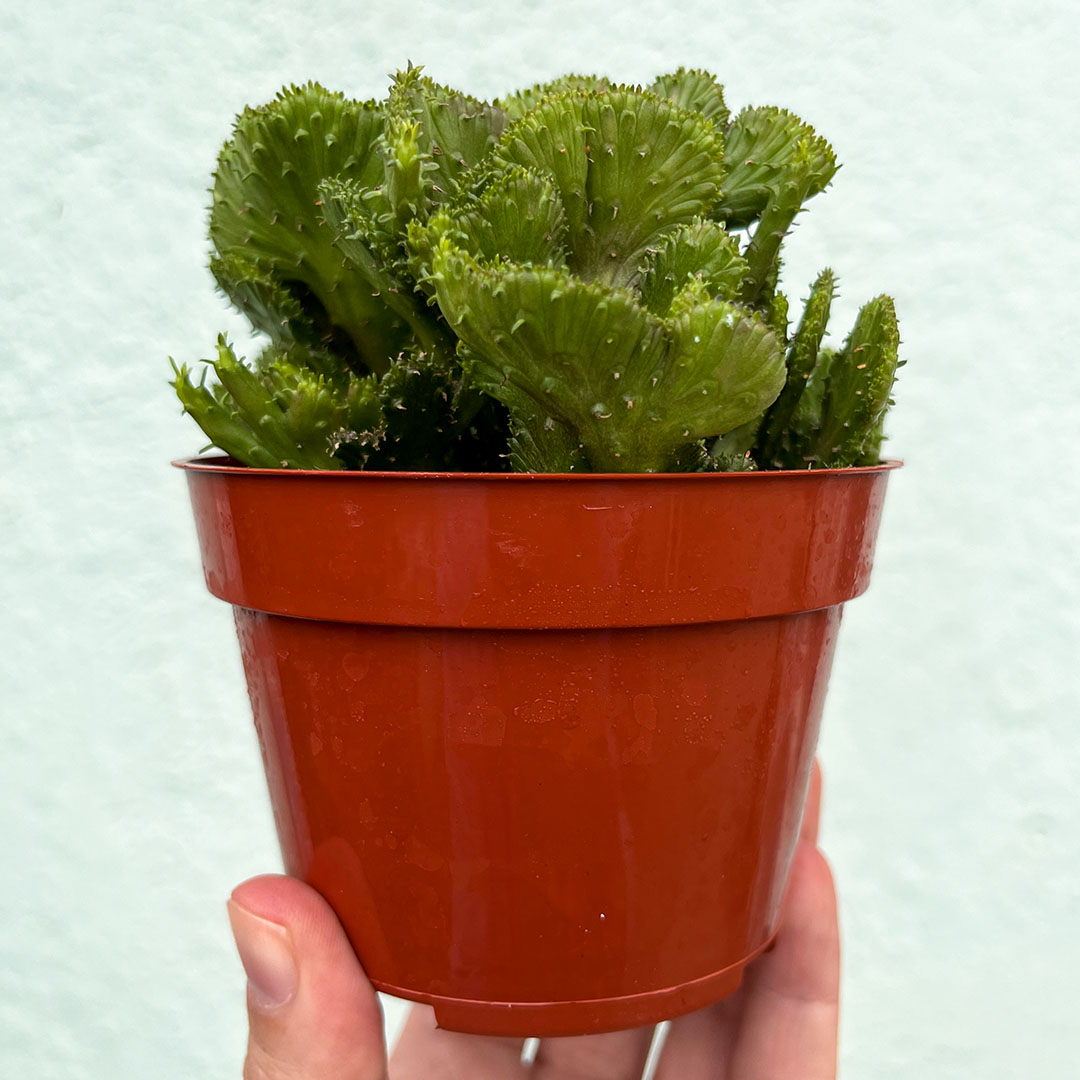 Euphorbia - Flanaganii-4 inch f. cristata