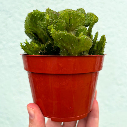 Euphorbia - Flanaganii-4 inch f. cristata