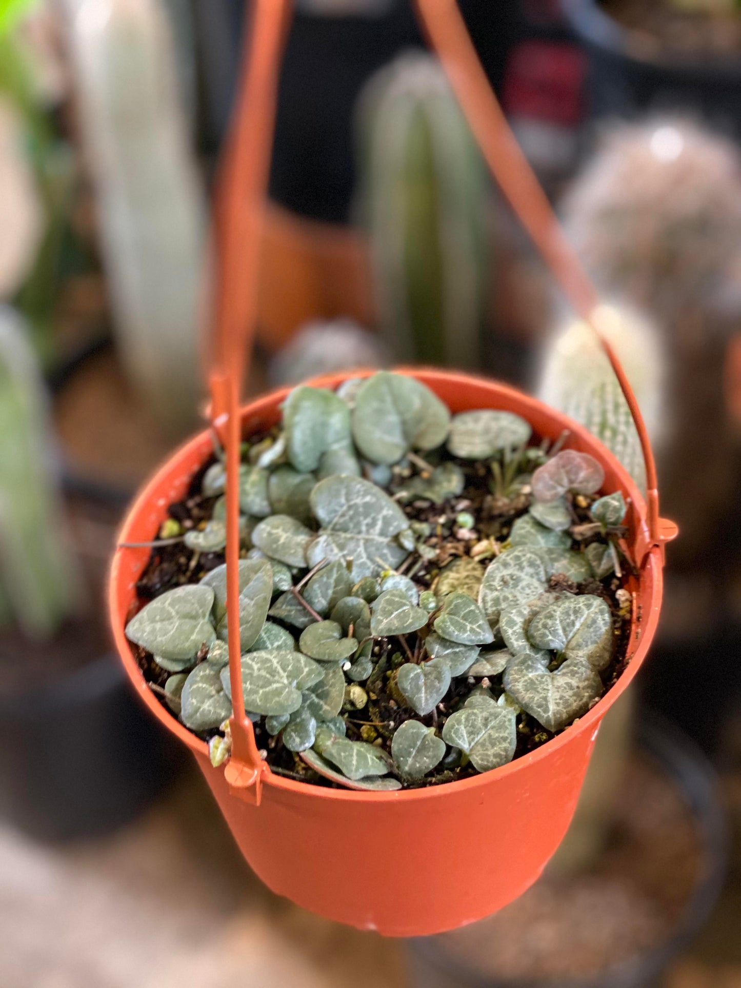 String of Hearts 6" hanging basket