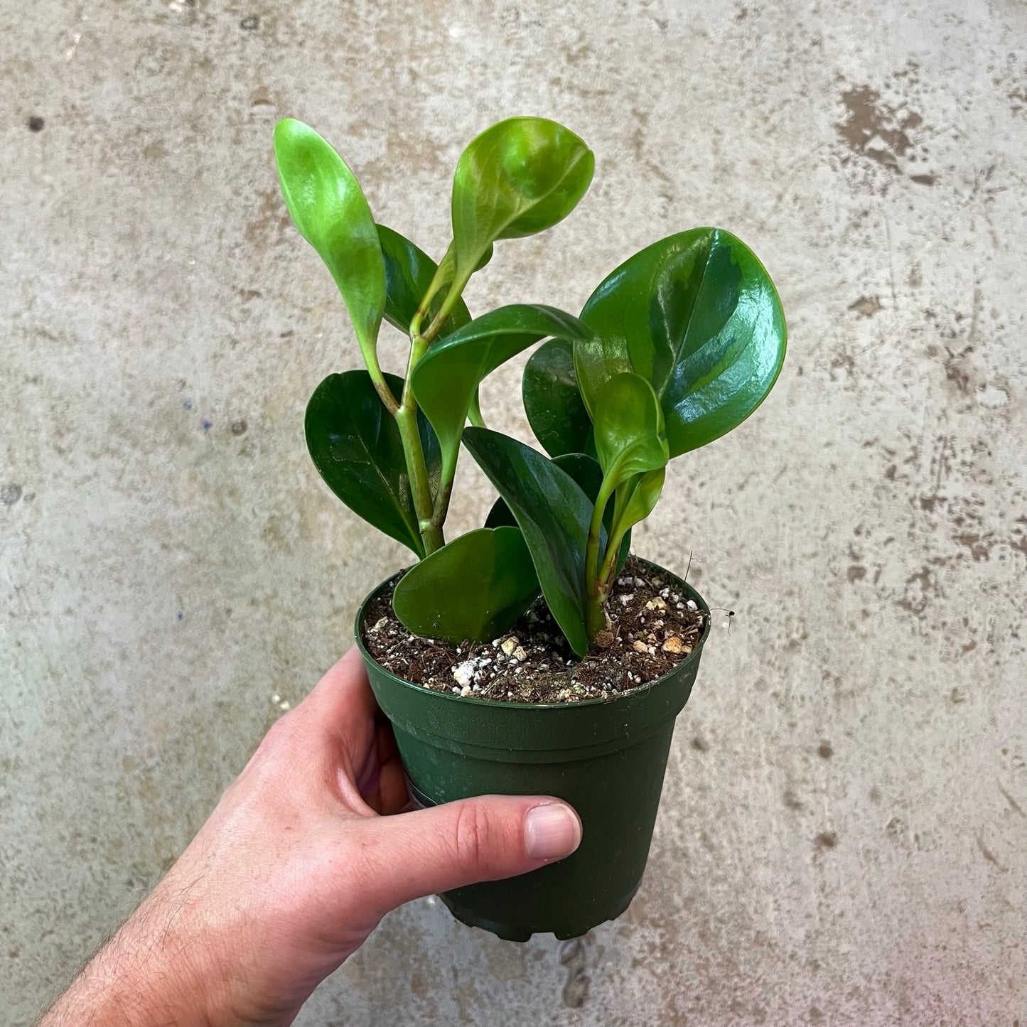 Peperomia-Obtusifolia Lemon Lime- 4 inch