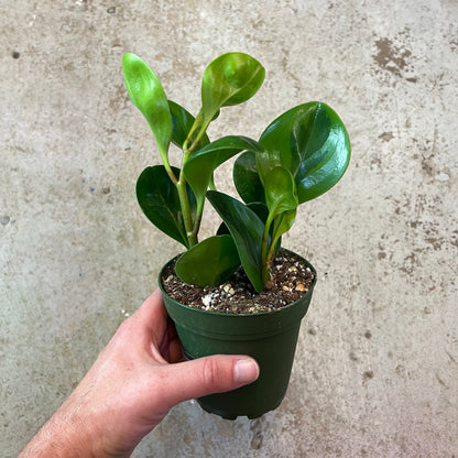 Peperomia-Obtusifolia Lemon Lime- 4 inch