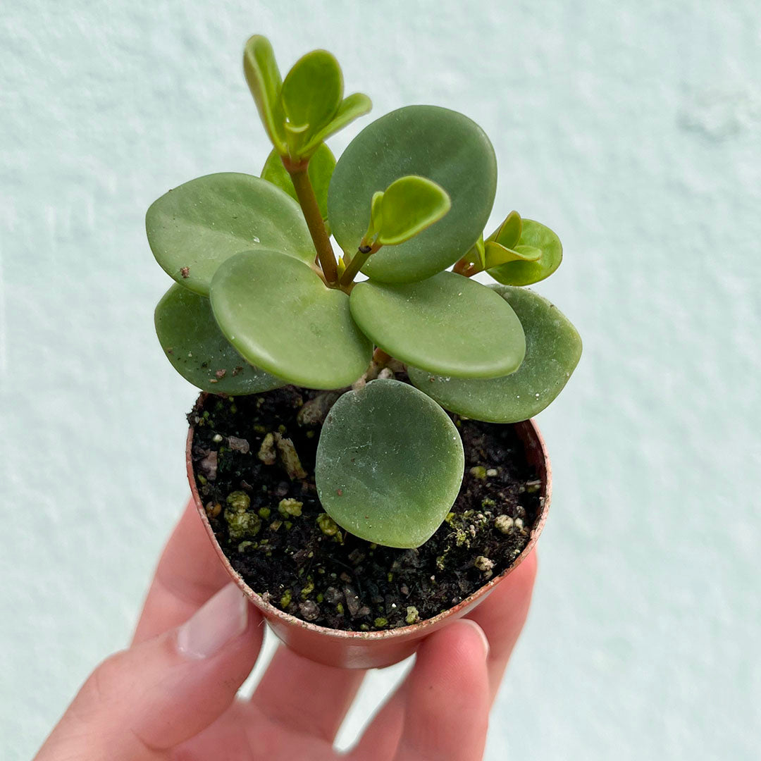 Peperomia-Hope 2"