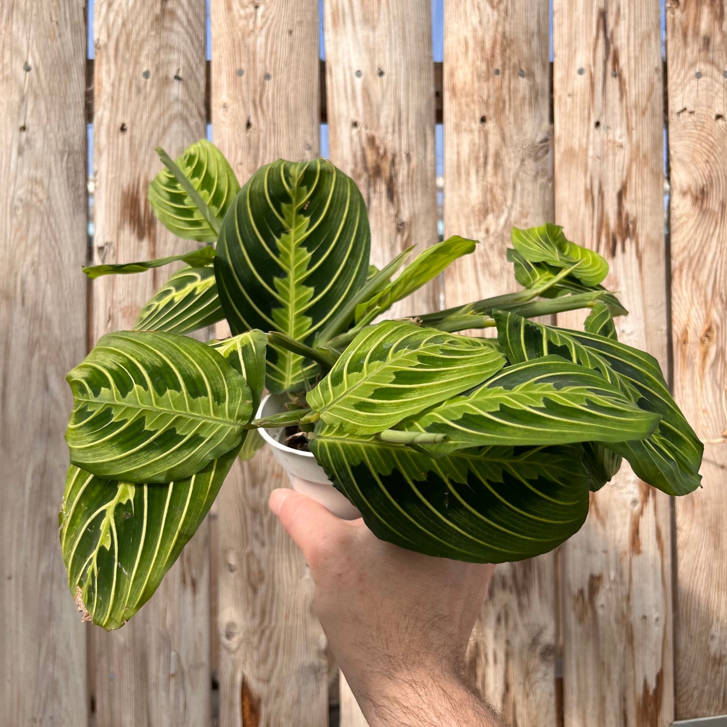 Maranta-Lemon Lime-4 inch