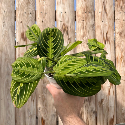 Maranta-Lemon Lime-4 inch
