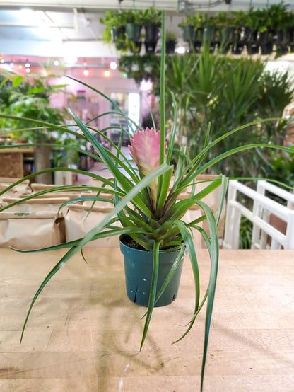 Bromeliad-Tillandsia Pink Cyanea (Pink Quill) 4 inch