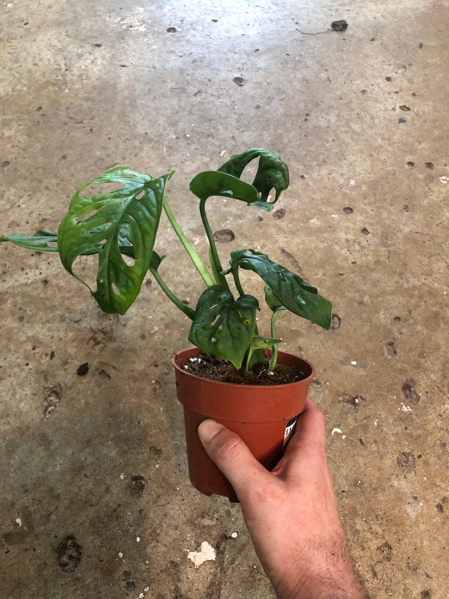 Monstera-Adansonii-4 inch