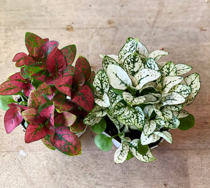 Hypoestes-Splash (Polka Dot Plant)-2 inch