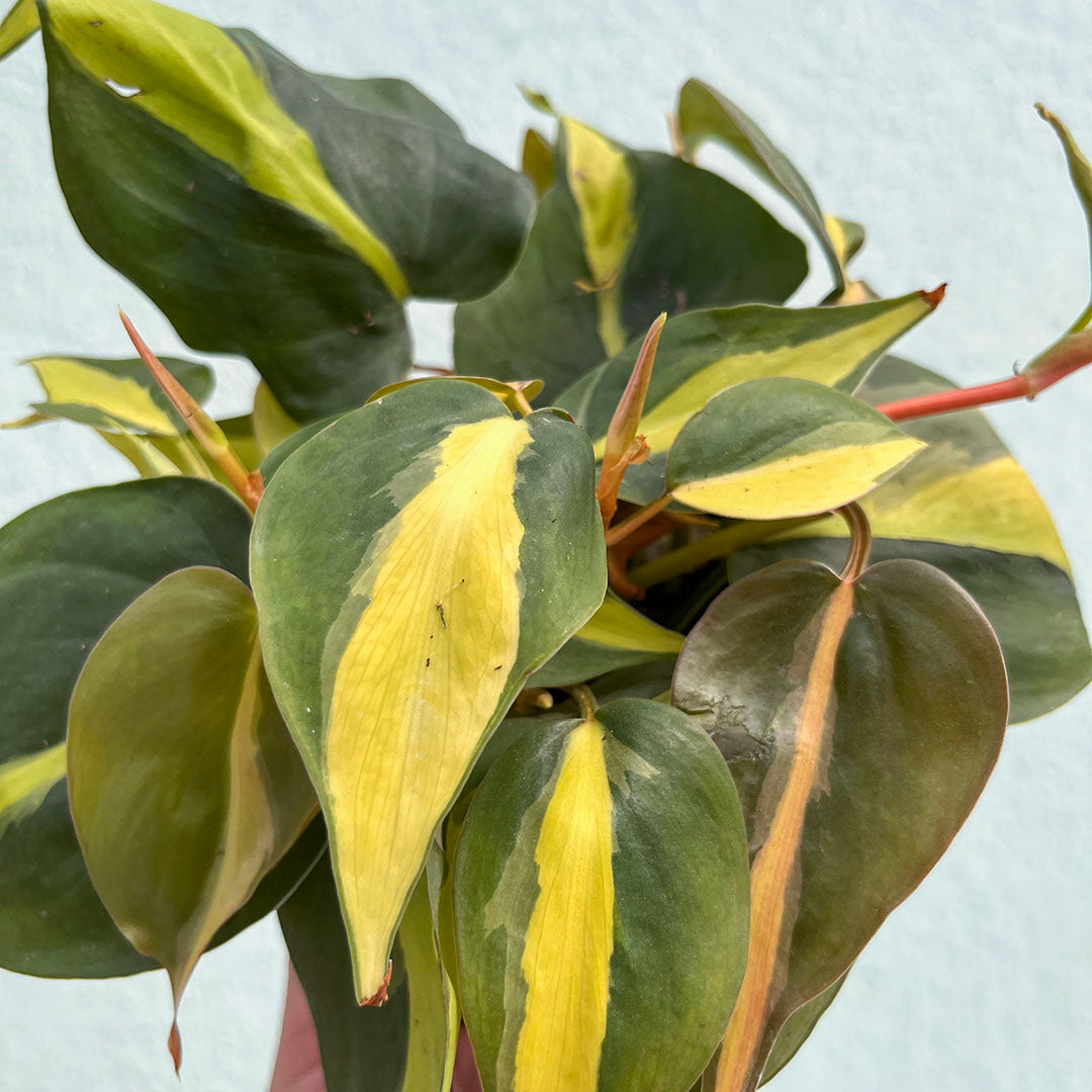 Philodendron-Brasil-4 inch