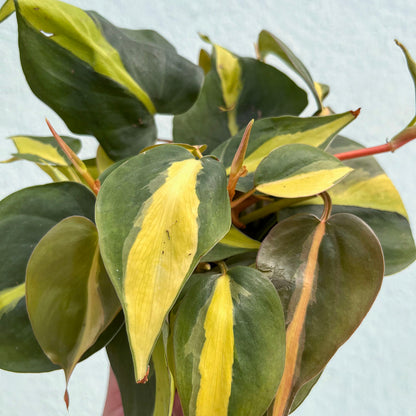 Philodendron-Brasil-4 inch