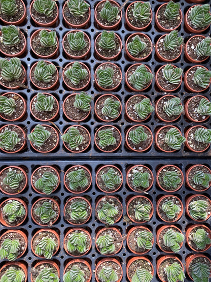 Crassula-Buddha's Temple 1"