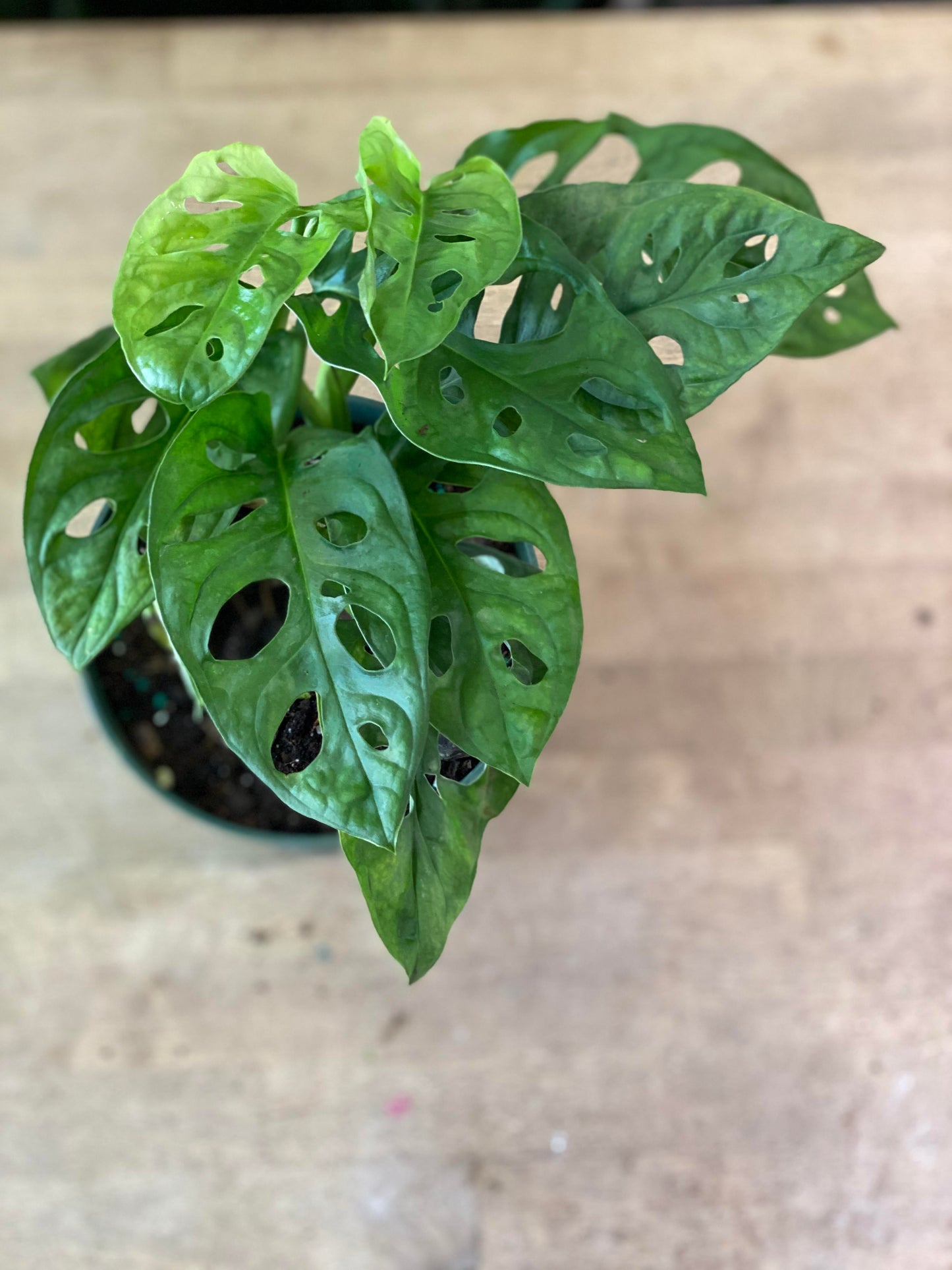 Monstera-Adansonii 6 inch