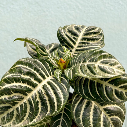 Aphelandra-Snow White (Zebra Plant) 4 inch