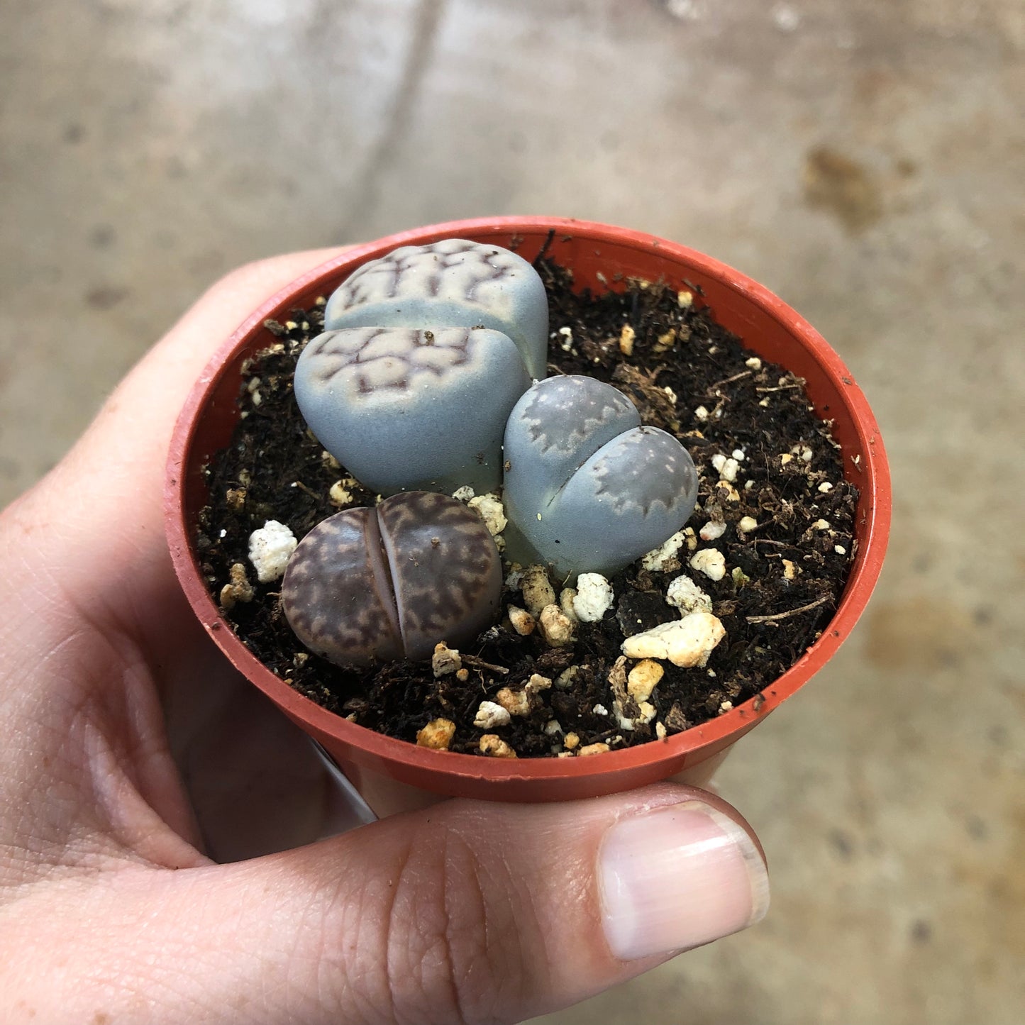 Lithops 3 inch