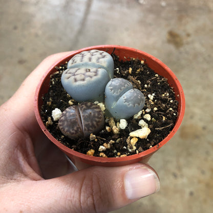 Lithops 3 inch