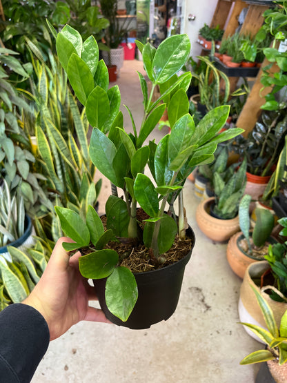 Zamioculcas-Zamifolia (ZZ Plant) 6 inch