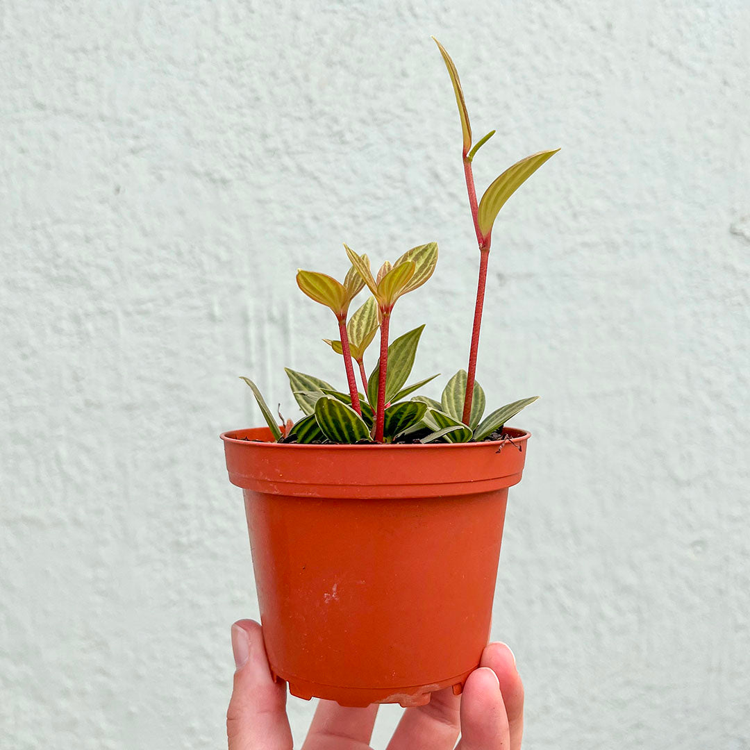 Peperomia Puteolata Parallel 4 inch