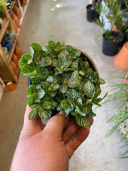 Fittonia-White-4 inch