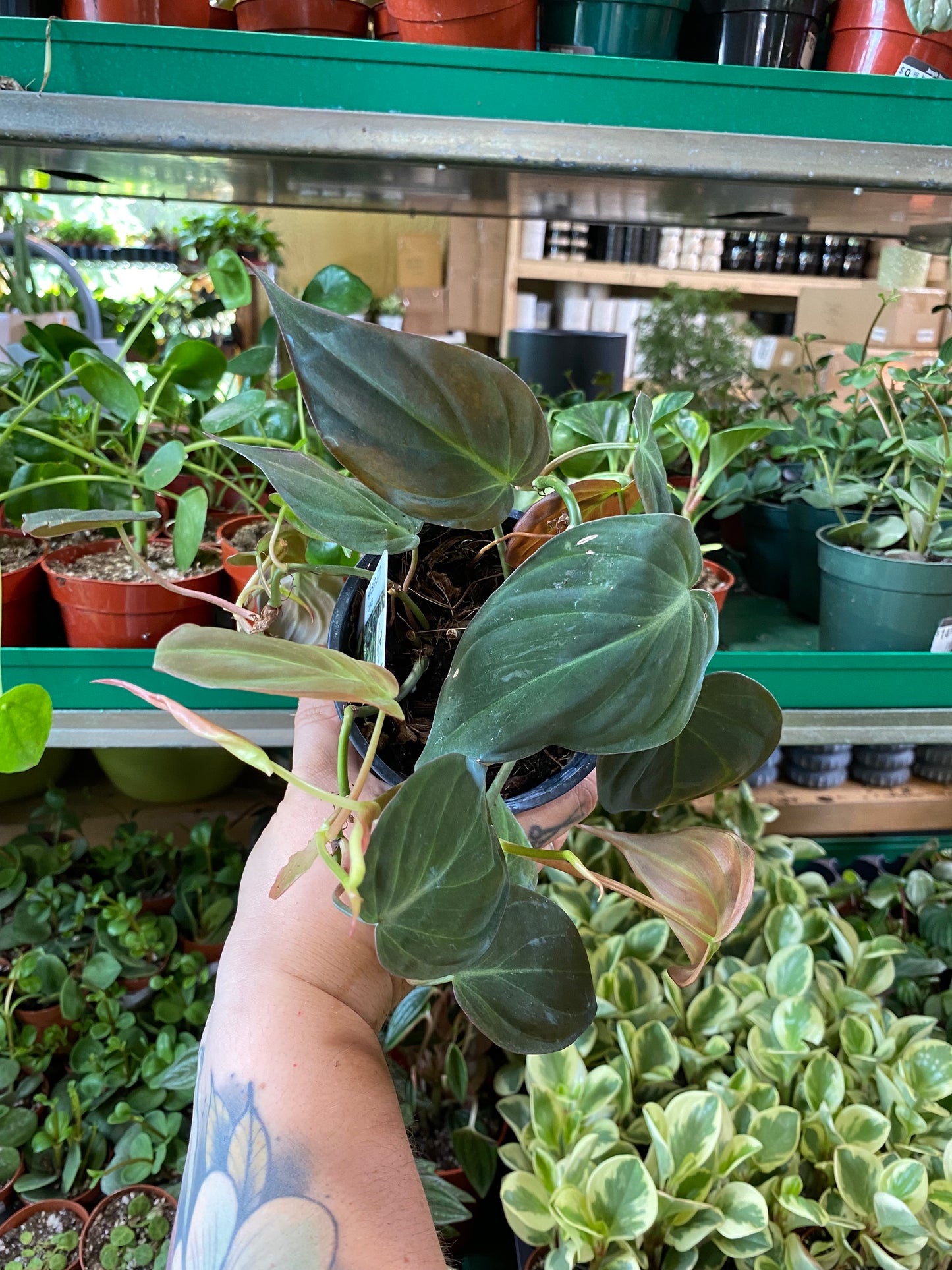 Philodendron-Micans 4 inch