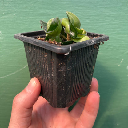 Hoya-Compacta Rope 3"