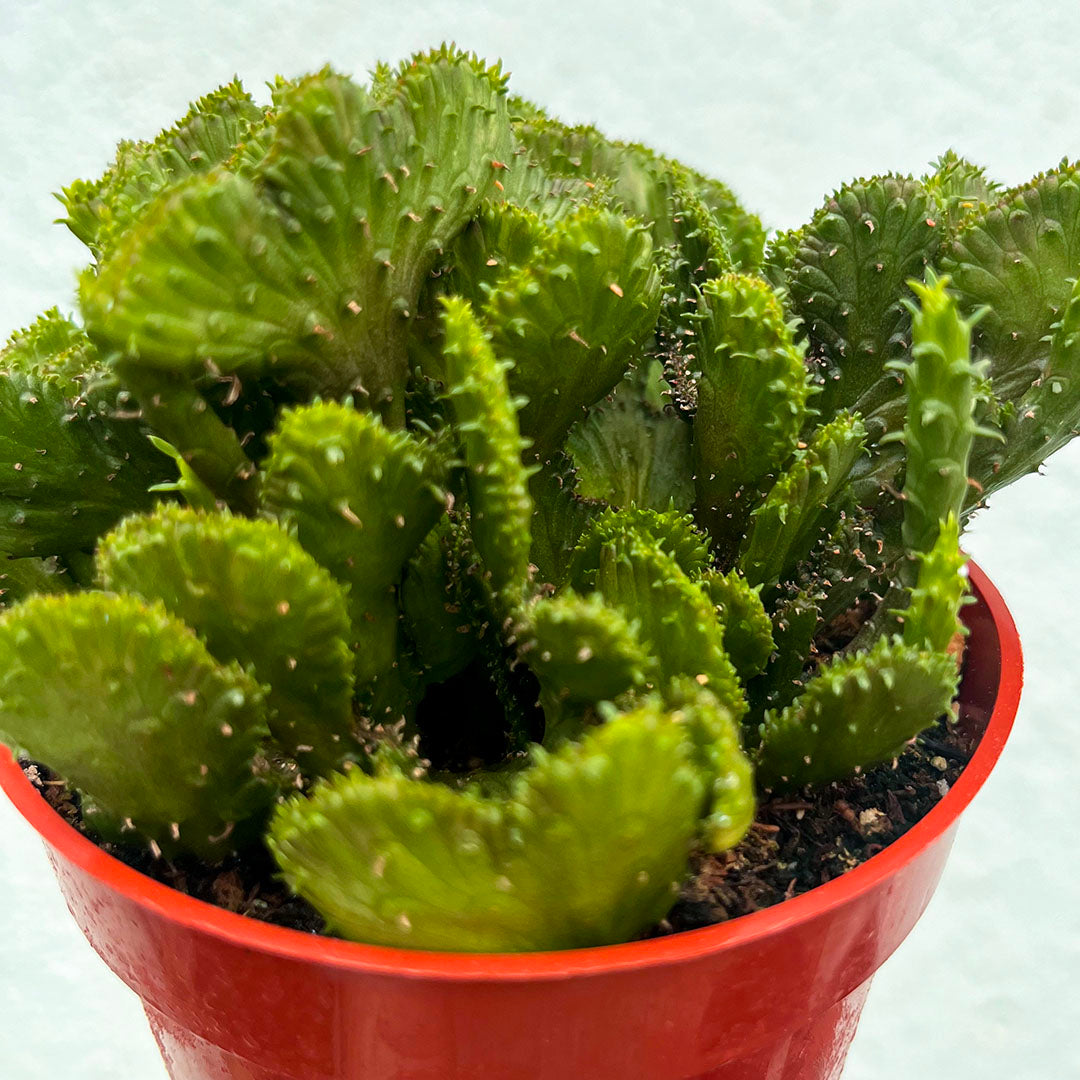 Euphorbia - Flanaganii-4 inch f. cristata