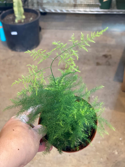 Fern-plumosa (Asparagus Fern)- 4 inch