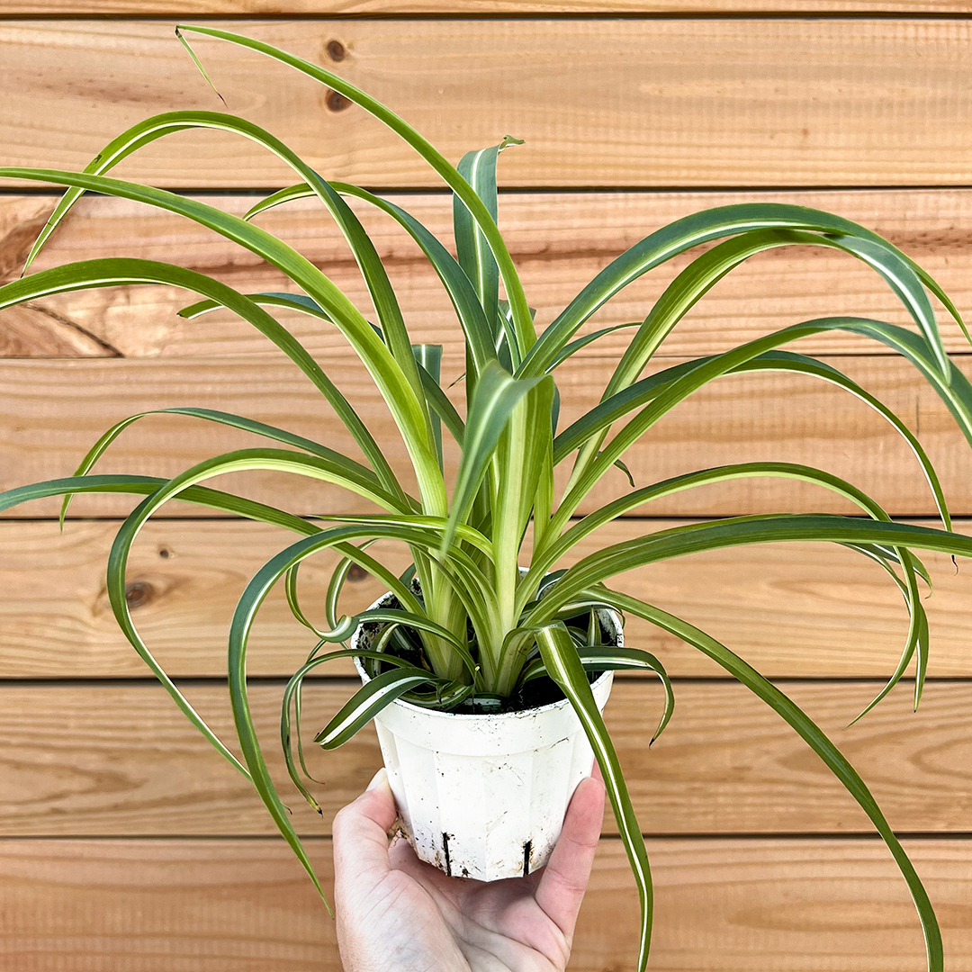 Spider-Bonnie 4 inch