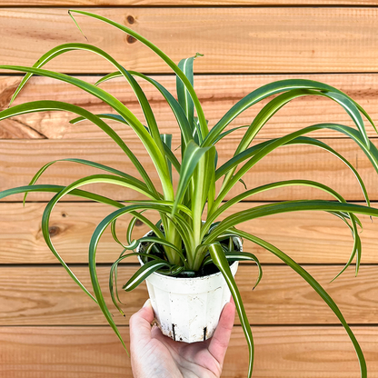 Spider-Bonnie 4 inch