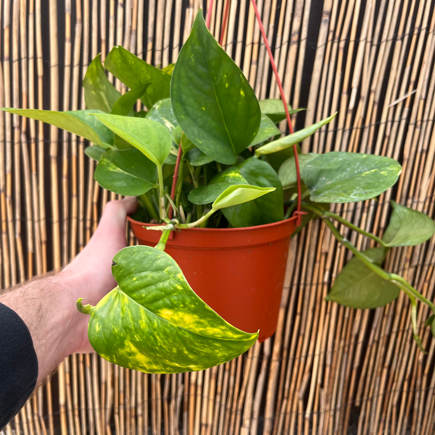 Pothos - Golden HB - 6 inch