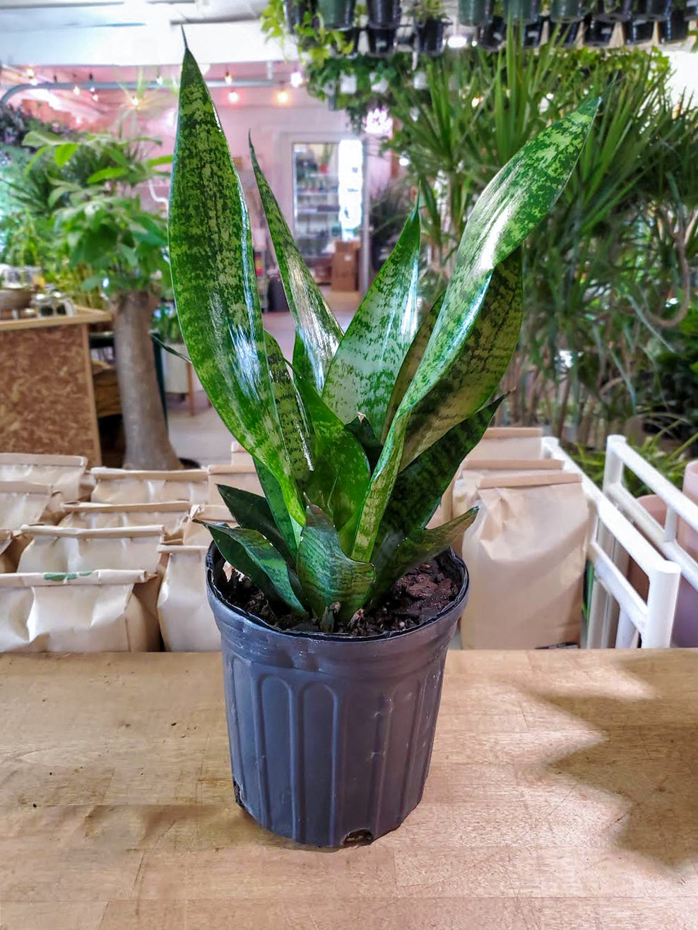 Sansevieria-Zeylanica 6 inch