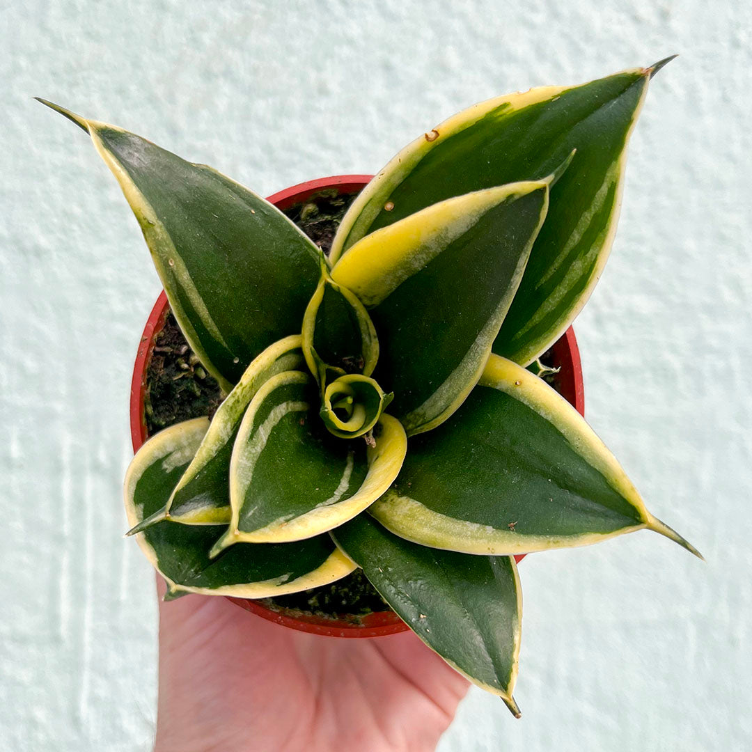 Sansevieria-Assorted 4 inch