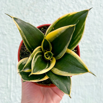 Sansevieria-Assorted 4 inch