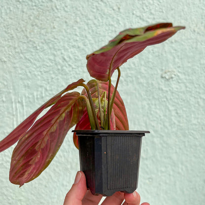 Maranta - Red 3"