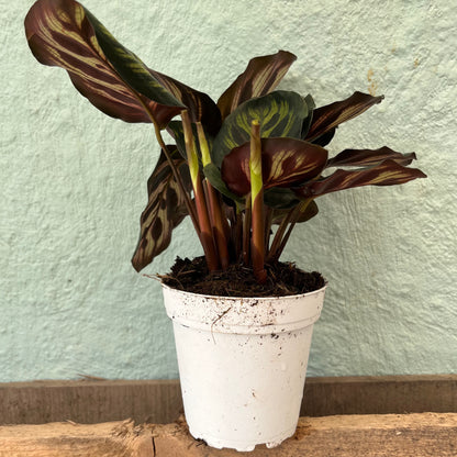 Calathea-Makoyana-4 inch