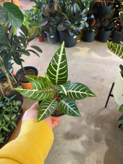 Aphelandra-Snow White (Zebra Plant) 4 inch