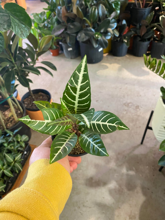 Aphelandra-Snow White (Zebra Plant) 4 inch